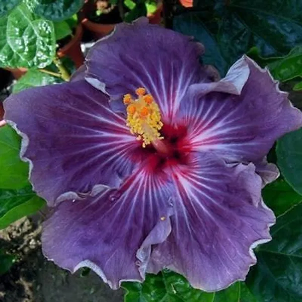 Hybrid_Hibiscus_Flower_Plant_(1.5-2_Feet_Height_Pack_Of_1)