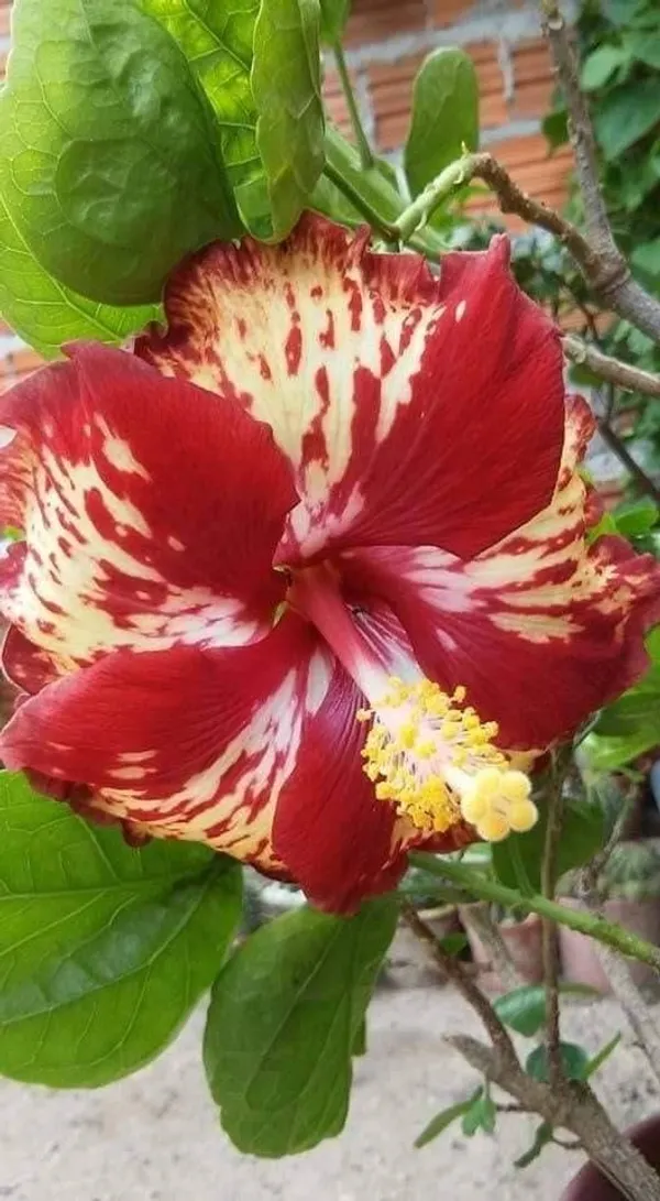Hybrid_Hibiscus_Flower_Plant_8
