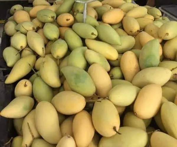 Hybrid_Honeydew_Mango_Grafting_Plant_(Pack_Of_1)