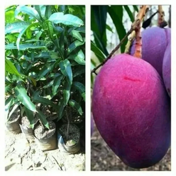Hybrid_Irwin_Purple_Mango_Grafting_Plant_(1.5-2_Feet_Height_Pack_Of_1)