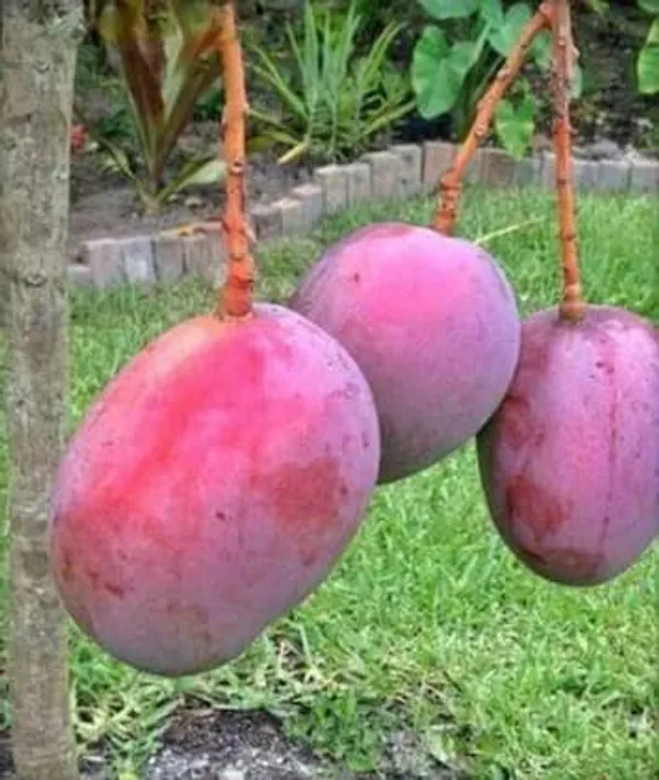 Hybrid_Irwin_Purple_Mango_Grafting_Plant_(1.5-2_Feet_Height_Pack_Of_1)