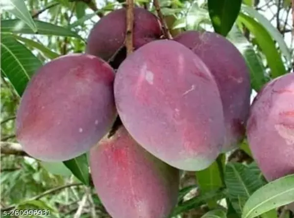 Hybrid_Irwin_Purple_Mango_Grafting_Plant_(1.5-2_Feet_Height_Pack_Of_1)