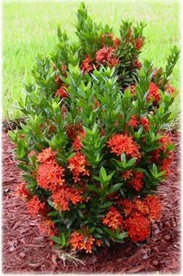 Hybrid_Ixora_Flower_Plant