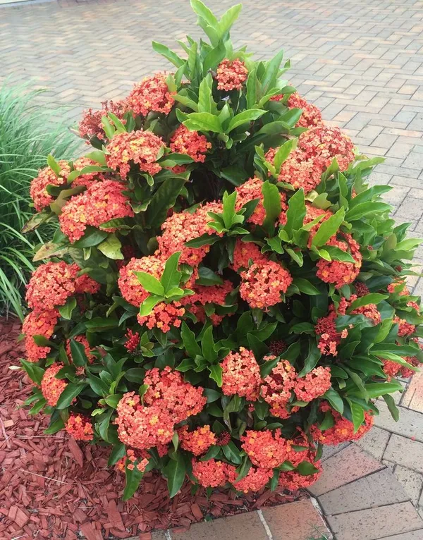 Hybrid_Ixora_Flower_Plant