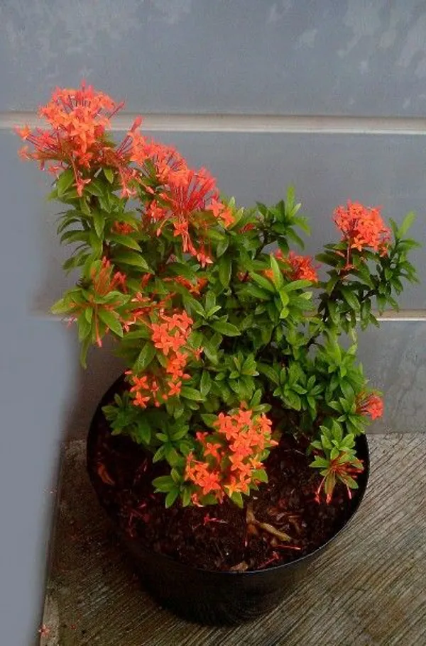 Hybrid_Ixora_Flower_Plant