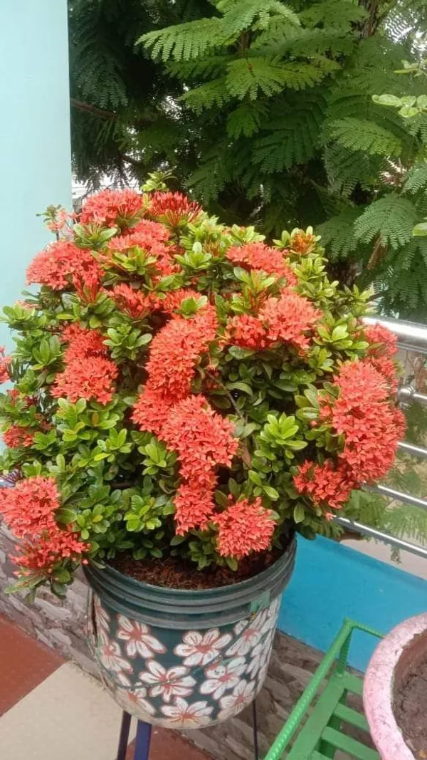 Hybrid_Ixora_Flower_Plant