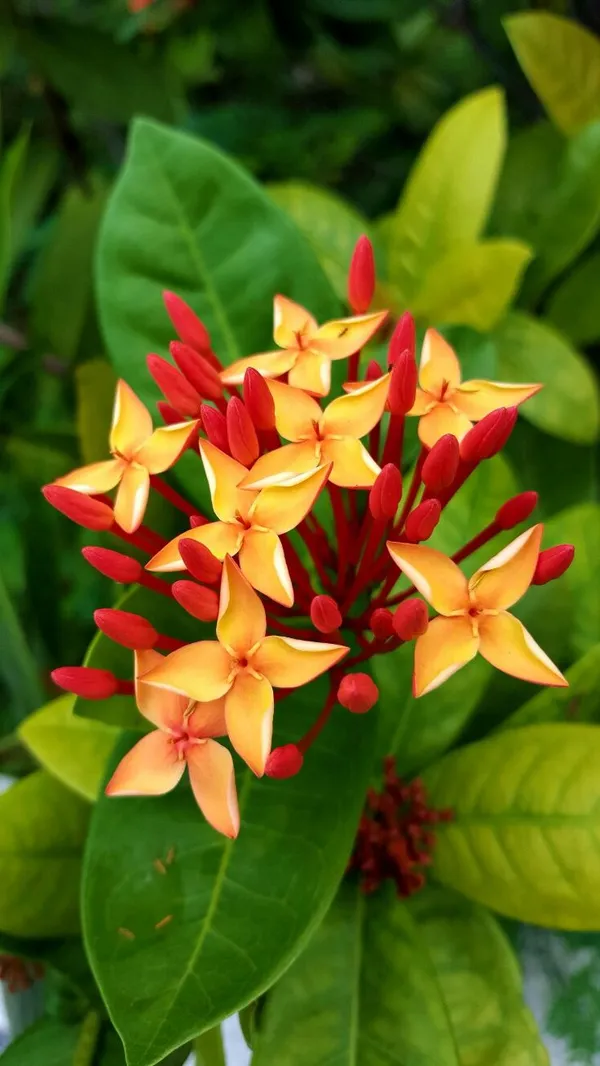 Hybrid_Ixora_Flower_Plant