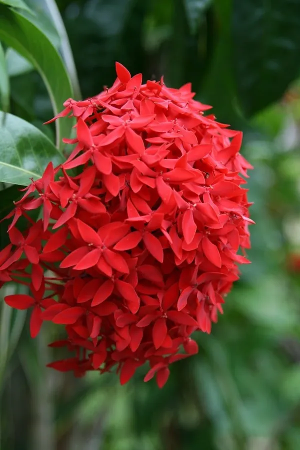 Hybrid_Ixora_Red_Flower_Plant_(1.5-2_Feet_Height_Pack_Of_1)