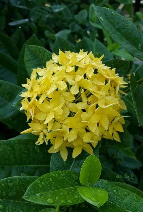 Hybrid_Ixora_Yellow_Flower_Plant