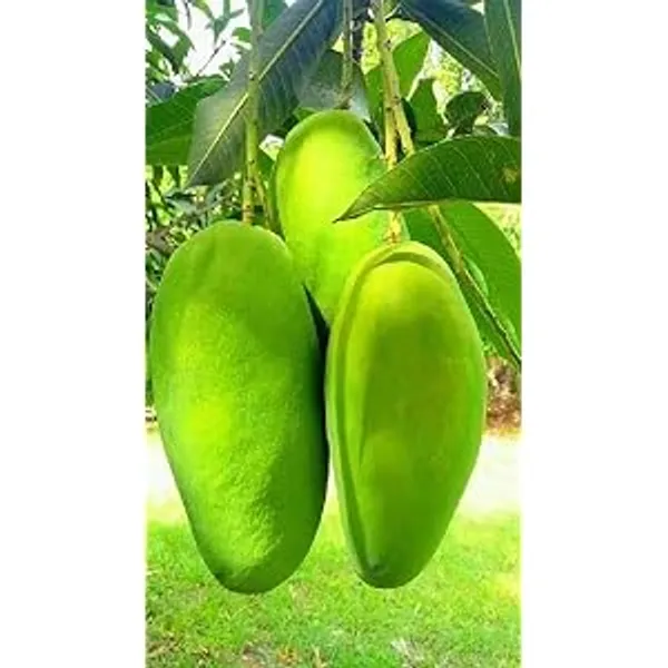 Hybrid_Kancha_Mitha_Mango_Grafting_Plant__(1.5-2_Feet_Height_Pack_Of_1)