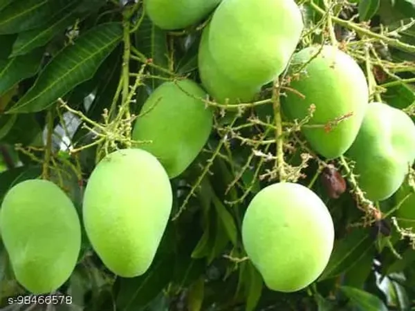 Hybrid_Kancha_Mitha_Mango_Grafting_Plant__(1.5-2_Feet_Height_Pack_Of_1)