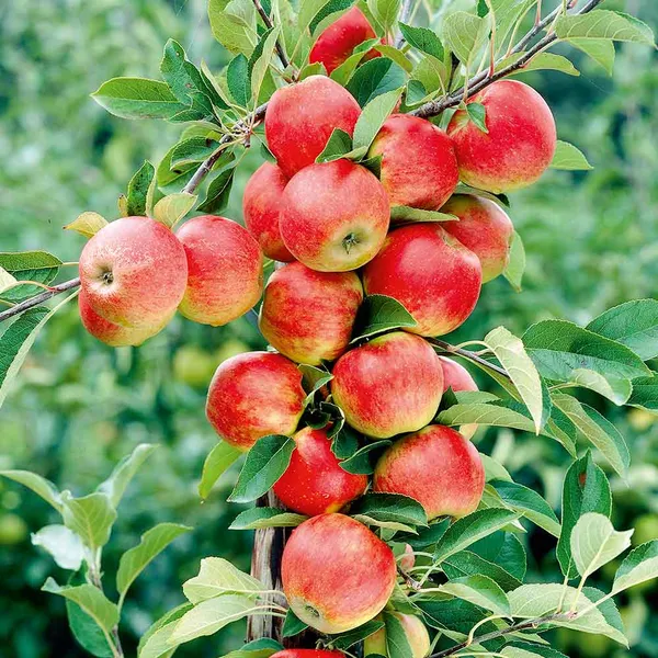 Hybrid_Kashmiri_Apple_Fruit_Plant_Grafted_Plant