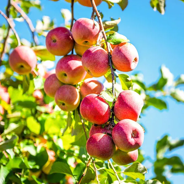 Hybrid_Kashmiri_Apple_Fruit_Plant_Grafted_Plant