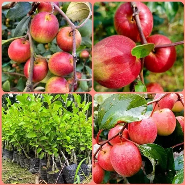 Pack_Of_2_Hybrid_Kashmiri_Ber_Apple_Plant_Grafted_Combo