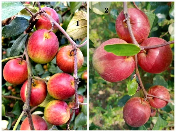 Pack_Of_2_Hybrid_Kashmiri_Ber_Apple_Plant_Grafted_Combo