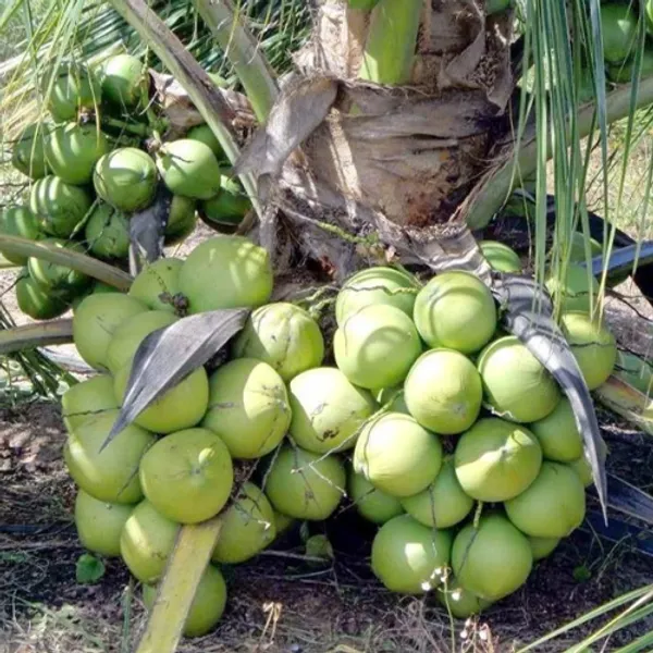 Hybrid_Kerala_Bonsai_Coconut_Plant_-_Kerala_Narkel