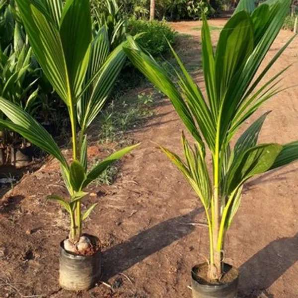 Hybrid_Kerala_Bonsai_Coconut_Plant_-_Kerala_Narkel