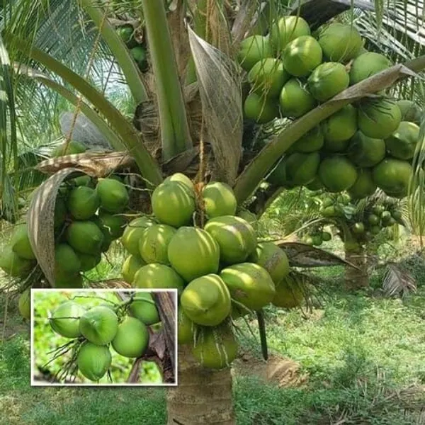 Hybrid_Kerala_Coconut_tree_plant_(Pack_of_1)