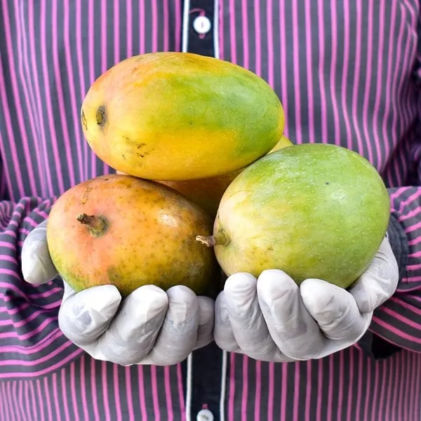 Hybrid_Keshari_Mango_Grafting_Plant_🥭🥭🥭(1.5-2_Feet_Height_Pack_Of_1)
