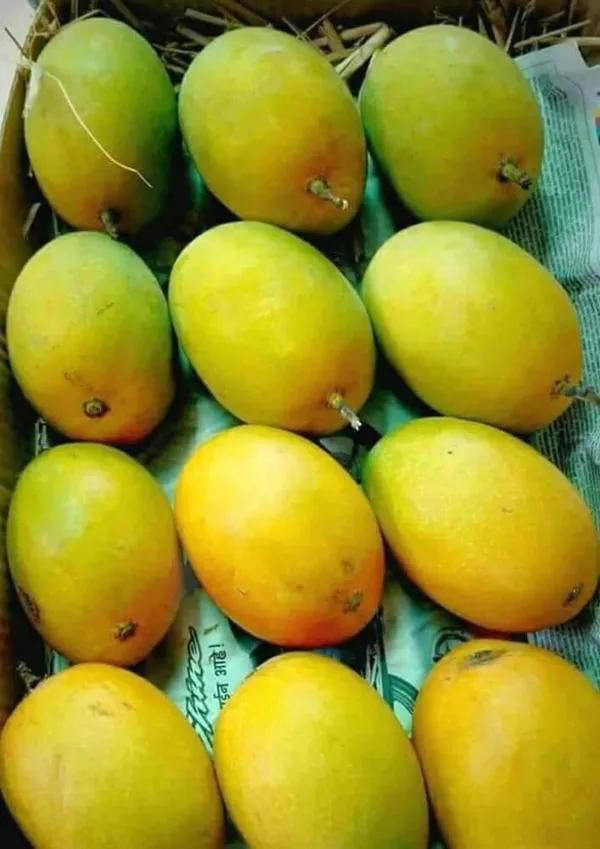 Hybrid_Keshari_Mango_Grafting_Plant_🥭🥭🥭(1.5-2_Feet_Height_Pack_Of_1)