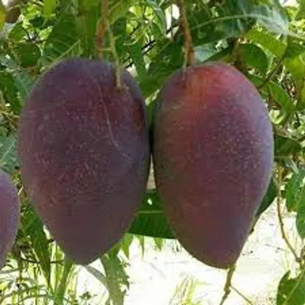 Hybrid_King_Of_Chakapat_Mango_Grafting_Plant_(1.5-2_Feet_Height_Pack_Of_1)