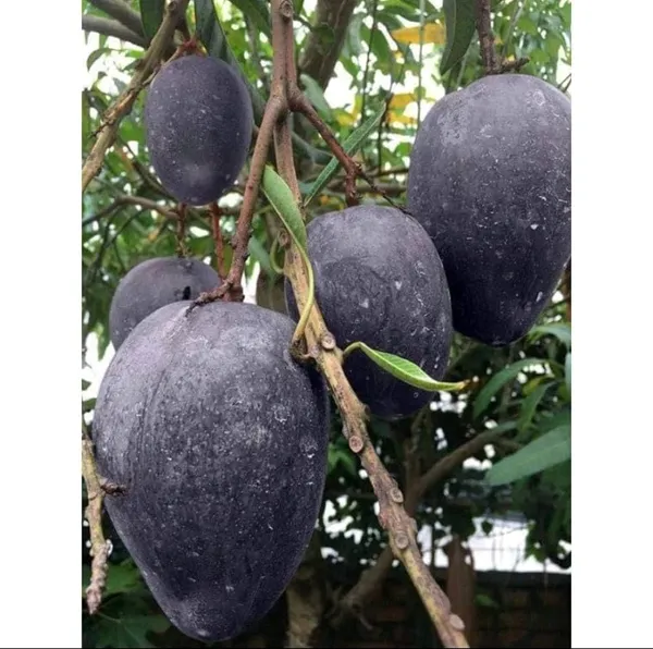 Hybrid_Kosturi_Mango_Grafting_Plant_(1.5-2_Feet_Height_Pack_Of_1)