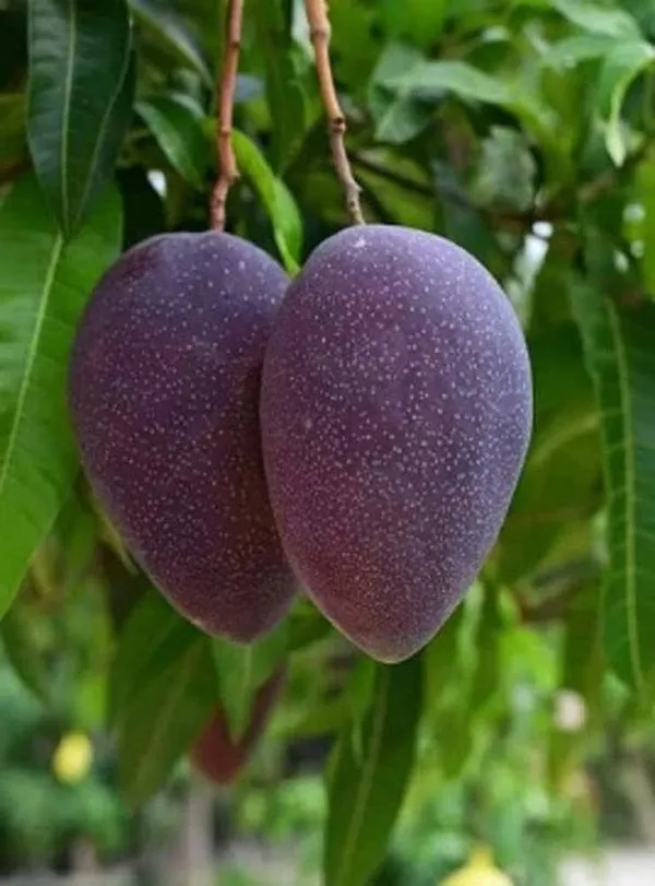 Hybrid_Kosturi_Mango_Grafting_Plant_(1.5-2_Feet_Height_Pack_Of_1)