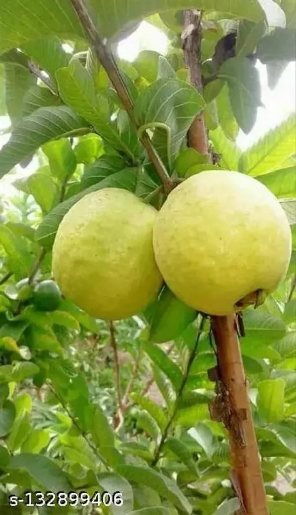 Hybrid_Lalit_Guava_Plant__(1.5-2_Feet_Height_Pack_Of_1)