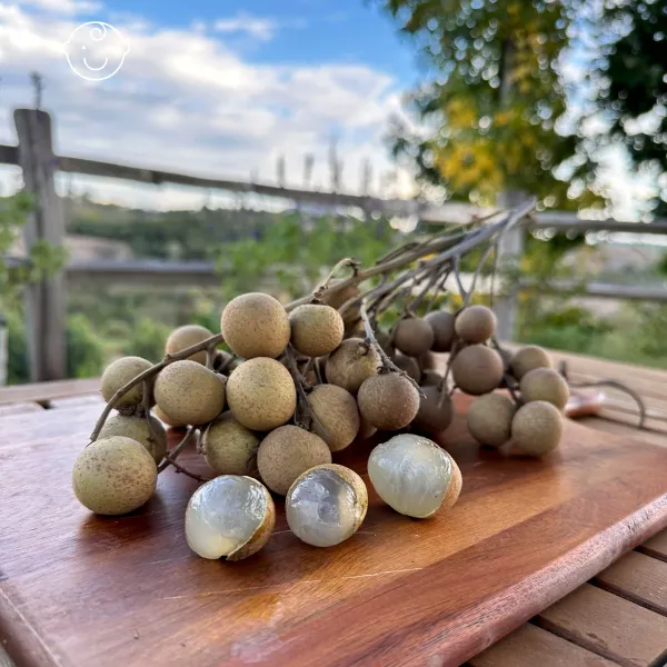 Hybrid_Longan_Fruit_Plant_Ashfal_Plant_Grafted_Tree