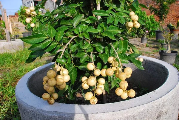 Hybrid_Longan_Fruit_Plant_Ashfal_Plant_Grafted_Tree