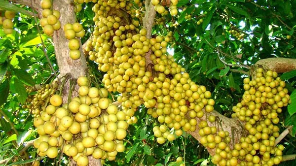 Hybrid_Lotkon_Fruit_Plant