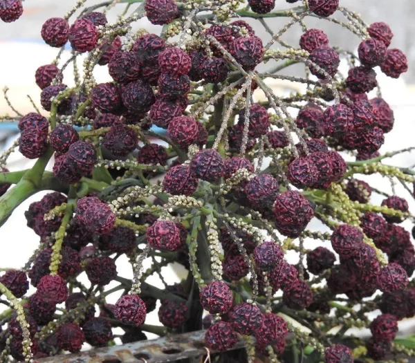 Hybrid_Lucky_Rudraksha_Plant_For_Home_Garden