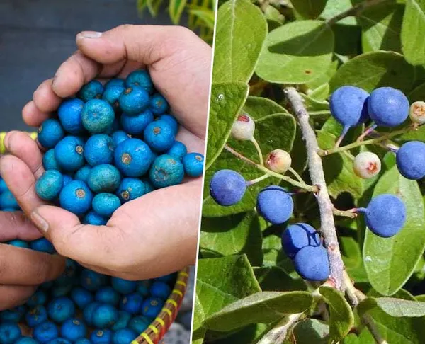 Hybrid_Lucky_Rudraksha_Plant_For_Home_Garden