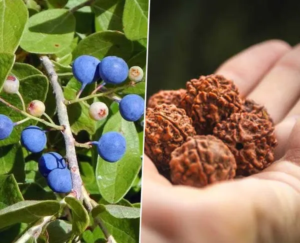 Hybrid_Lucky_Rudraksha_Plant_For_Home_Garden