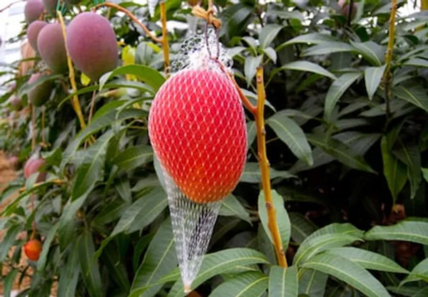 Hybrid_Sweet_Miyazaki_Mango_Plant