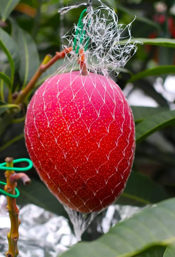 Hybrid_Sweet_Miyazaki_Mango_Plant