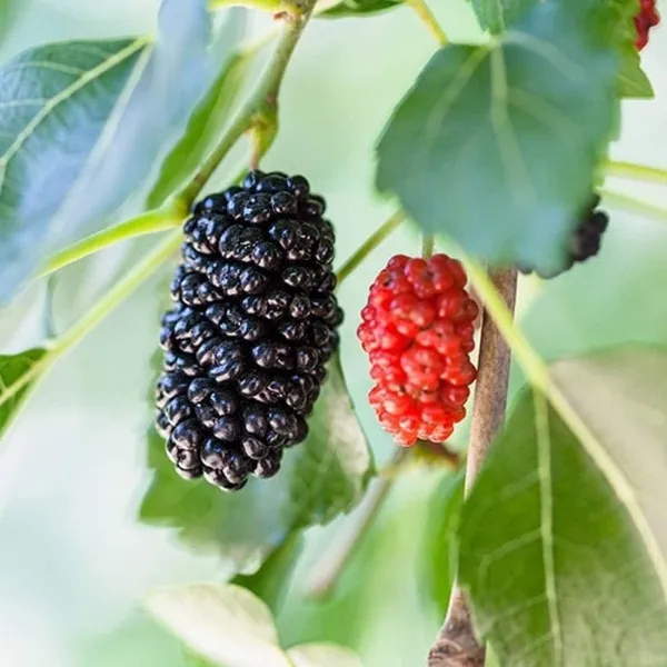 Hybrid_Mulberry_Fruit_Plant_(1.5-2_Feet_Height_Pack_Of_1)
