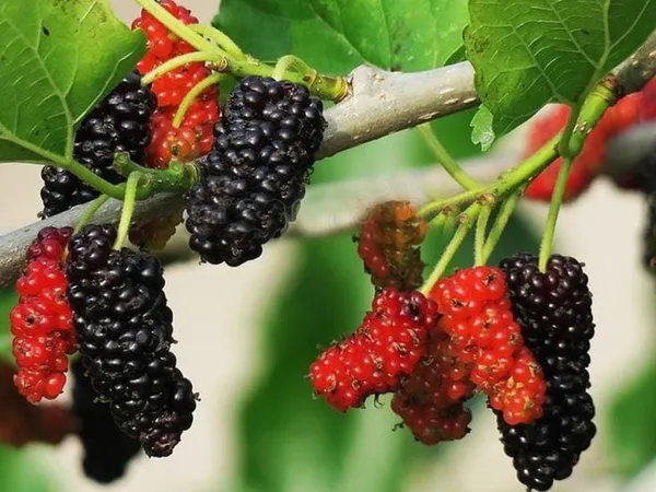 Hybrid_Mulberry_Fruit_Plant_(1.5-2_Feet_Height_Pack_Of_1)