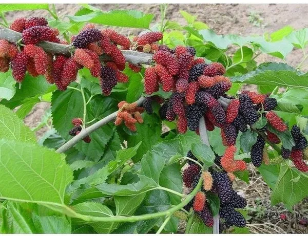 Red_Hybrid_Mulberry_Fruit_Plant