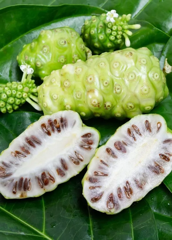 Hybrid_Noni_Fruit_Plant
