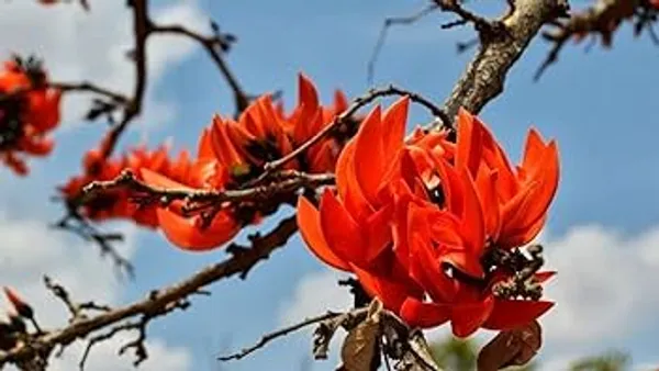 Hybrid_Palash_Flower_Plant_1