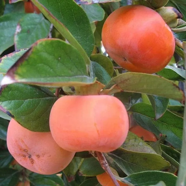 Hybrid_Persimmon_Plant_Grafting__(Pack_Of_1)
