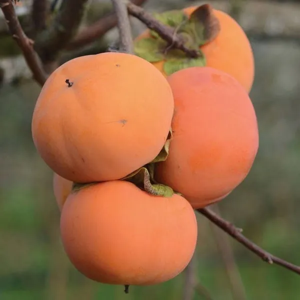 Hybrid_Persimmon_Plant_Grafting__(Pack_Of_1)