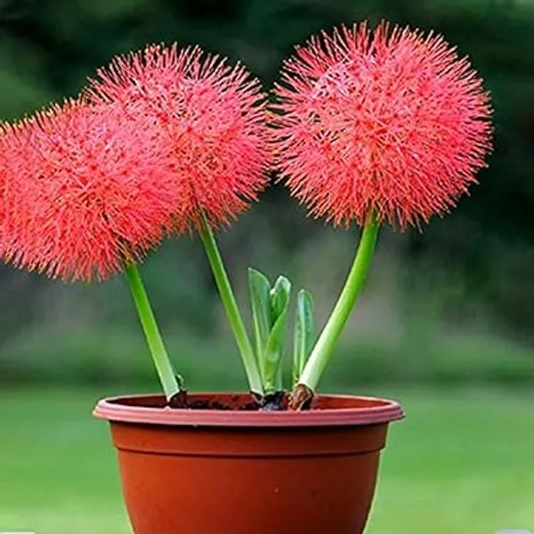 Red_Hybrid_Powderpuff__Calliandra_Flower_Plant