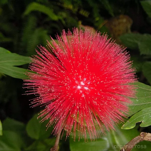 Hybrid_Powderpuff_Red_Calliandra_Flower_Plant_(1.5-3_Feet_Height_Pack_Of_1)