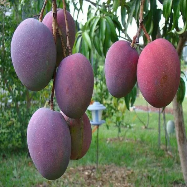Hybrid_Pulmar_Red_Mango_Grafting_Plant_(Pack_Of_1)