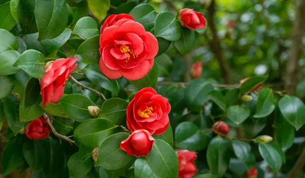 Hybrid_Red_Camellia_Flower_Plant_For_Home_Garden