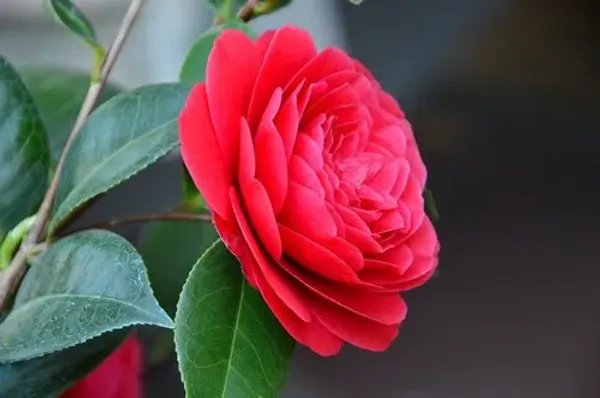 Hybrid_Red_Camellia_Flower_Plant_For_Home_Garden