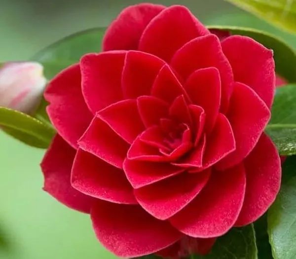 Hybrid_Red_Camellia_Flower_Plant_For_Home_Garden