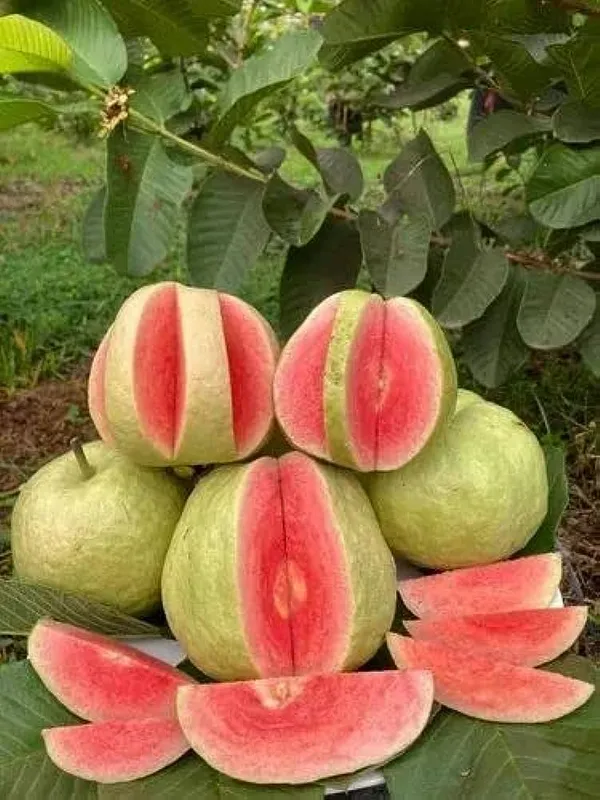Hybrid_Red_Diamond_Guava_Plant_(Pack_Of_1)